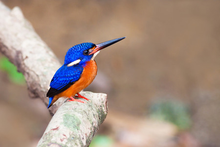 Blue-eared kingfisher on perch.の写真素材