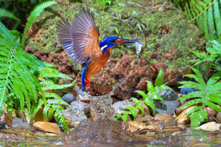 Blue-eared Kingfisher Catching Small Fish.の写真素材