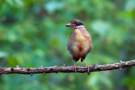 Mangrove Pitta juvenile on branch.