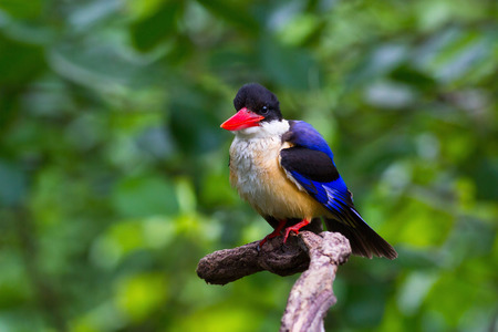 Black-capped Kingfisher look on branch.の写真素材