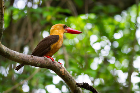 Brown-winged Kingfisher on branch.