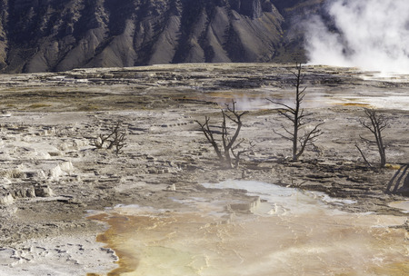 Yellowstone National Park, Wyoming, United States September 20, 2014 â Geothermal activity in Yellowstone killed the vegetation and trees in some areas.のeditorial素材