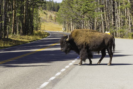 yellowstone National Park, Wyoming, United States September 20, 2014 â A buffalo crossing the road for an unknown reason in Yellowstone Park.のeditorial素材