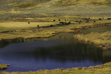 Yellowstone National Park, Wyoming, United States September 20, 2014 â A poplar watering hole for buffalo in Yellowstone National Park.のeditorial素材