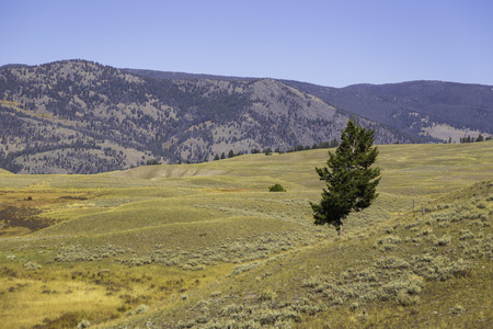 Yellowstone National Park, Wyoming, United States September 20, 2014 â A lone tree in one of the vast plains of Yellowstone Park.のeditorial素材