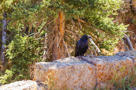 Yellowstone National Park, Wyoming, United States September 20, 2014 â€“ A raven resting in the...