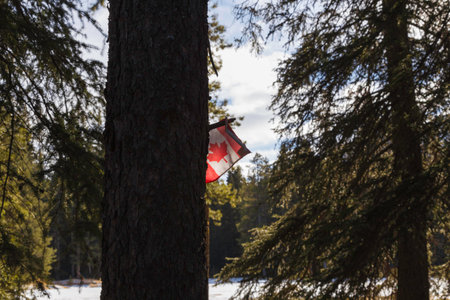 The Canadian Flag speared through a borken branch on a tree trunk in Banff National Park.の写真素材