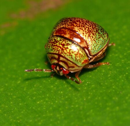 This is a species of bug not beetle, just one of nature's wonderful creations