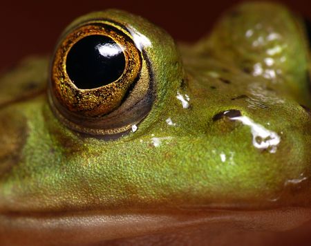Close up of an American bullfrog, wonderful golden eyes they have.