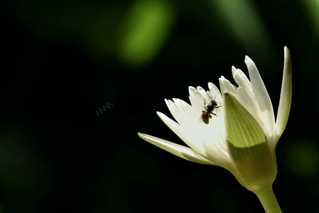 Lotus and bee
