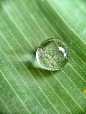 Rain drop on a leafの素材