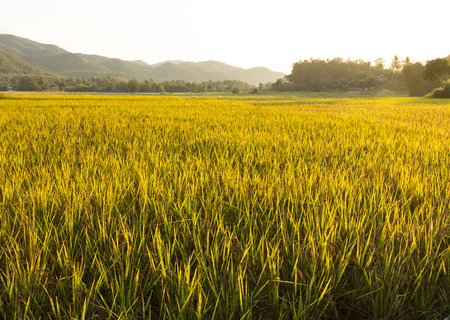 Goldrn rice field before harvested in cool season in thailandの写真素材