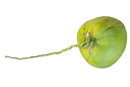 Isolated of green coconutの写真素材