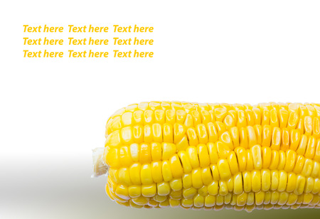 Isolated of corn with space for text on top on white backgroundの写真素材