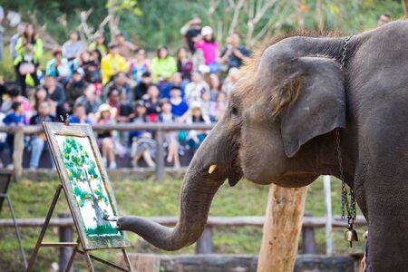 Elephant painting on paper in elephant show in Thailandの写真素材