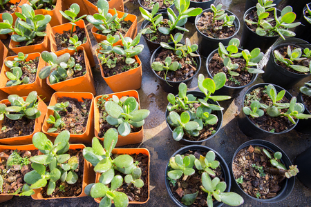 Nursery plant in orange pot in home garden in Thailandの写真素材