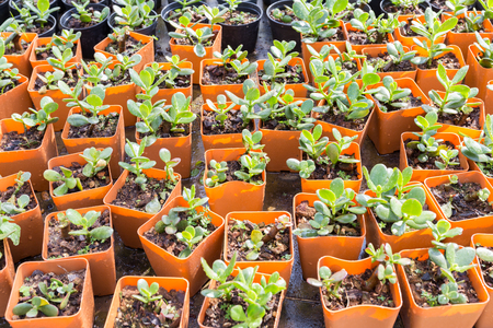 Nursery plant in orange pot in home gardenの写真素材