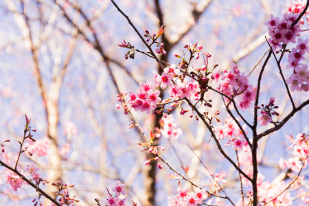 Sakura Flower with nature background in cool season in Northern of Thailandの写真素材