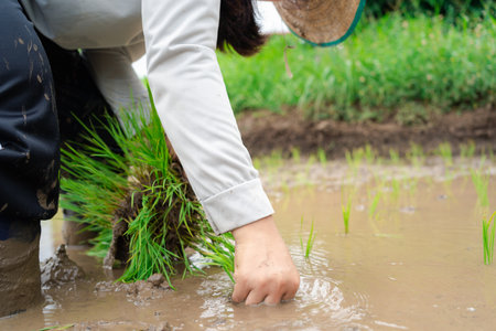 Cultivating Crops Farmer's Hands at Work in the Rice Paddy Field Rural Agricultureの写真素材