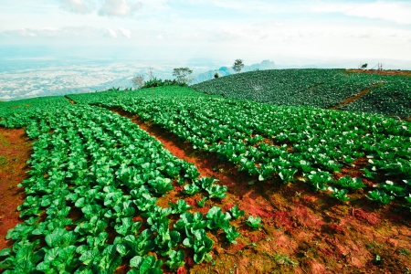 Many green cabbages in the agriculture fields の写真素材