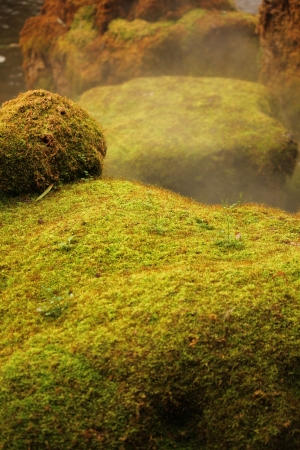 Green Mossの写真素材