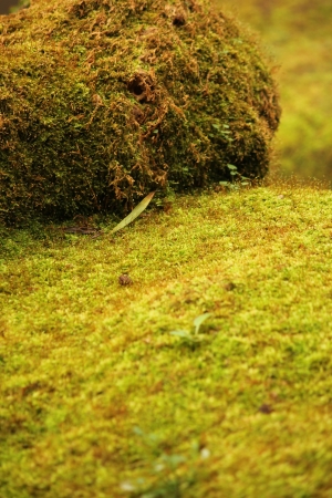 Green Mossの写真素材