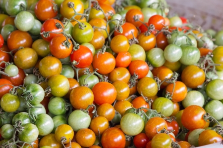 multiple color of Tomatoes  の写真素材