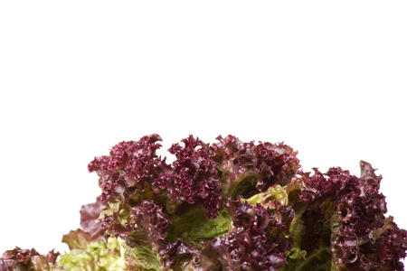 Oak Leaf lettuce isolated on white background の写真素材