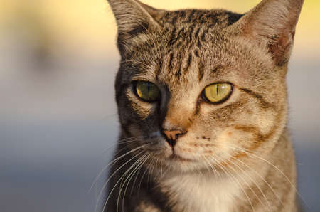 Thai tabby cat.の写真素材
