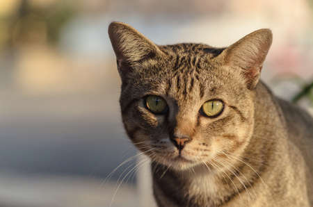 Thai tabby cat.の写真素材