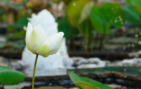 White lotus in a pool. a flower for pray budhism.の写真素材
