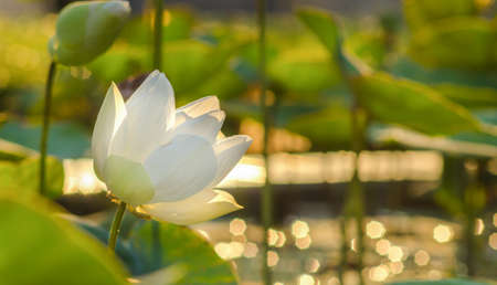 White lotus in a  pool at a morning.の写真素材