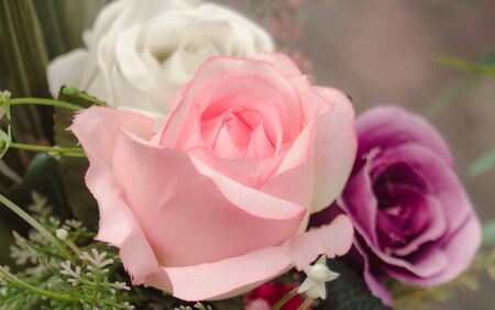 Pink rose a flower for lover.の写真素材