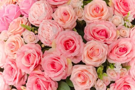 Many pink rose flower.の写真素材