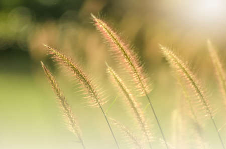 Roadside grass.の写真素材