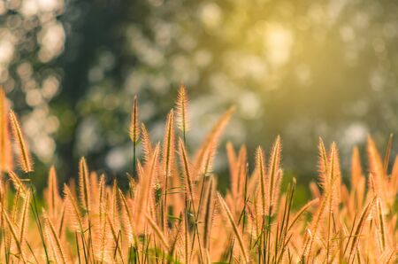 Roadside grass.の写真素材