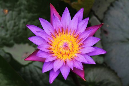 In large lotus pond.の写真素材