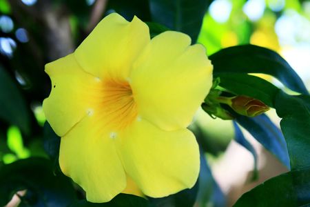 close up yellow apocynaceaeの写真素材