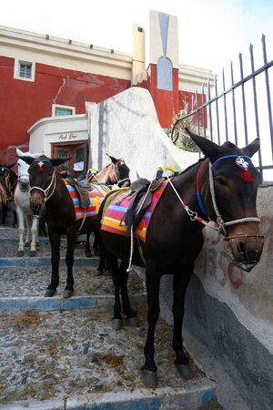 colorful donkey  taxi in greeceの写真素材