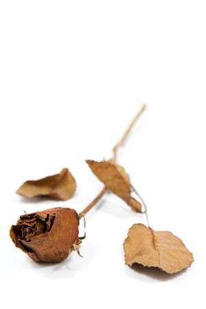isolated dried rose on white backgroundの写真素材
