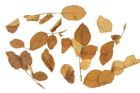 dry rose leaveの写真素材