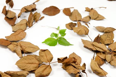 sprout surrounded by dry leaf on side viewの写真素材