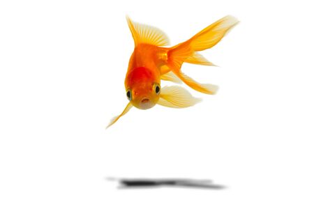 glod fishの写真素材