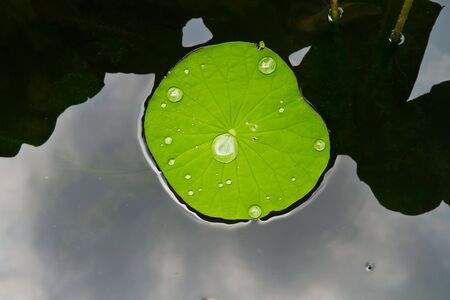 leaf lotusの写真素材