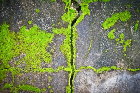 lichens texture の写真素材