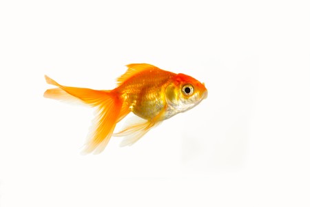 glod fishの写真素材