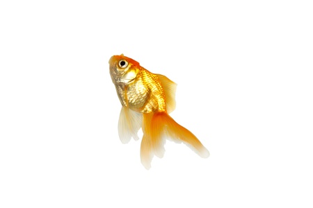 Gold fishの写真素材