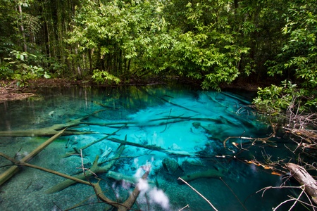 Natural pond