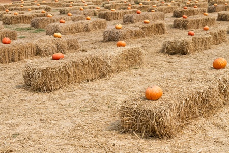 Pumpkin and straw の写真素材