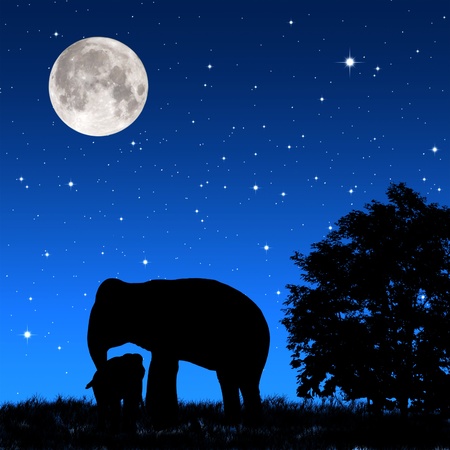 Shadow elephant tricky at night の写真素材